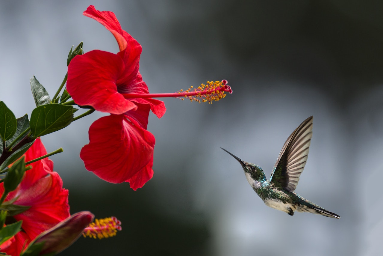 Hummingbird Red Flower