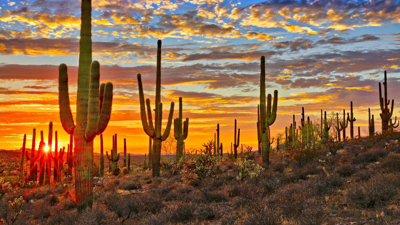 Saguaro Sonora Desert